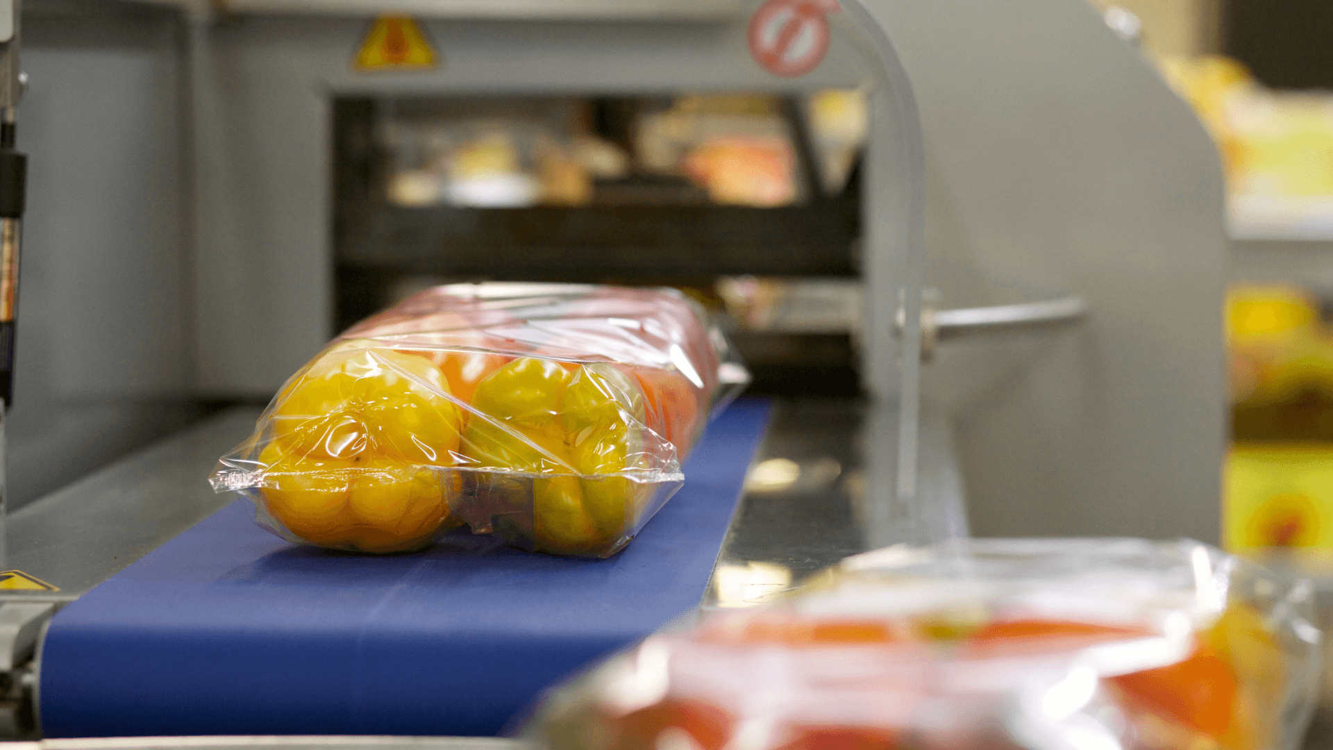 Packed fresh yellow bell peppers on a conveyor belt in a cold chain food processing facility, ready for temperature-controlled logistics.