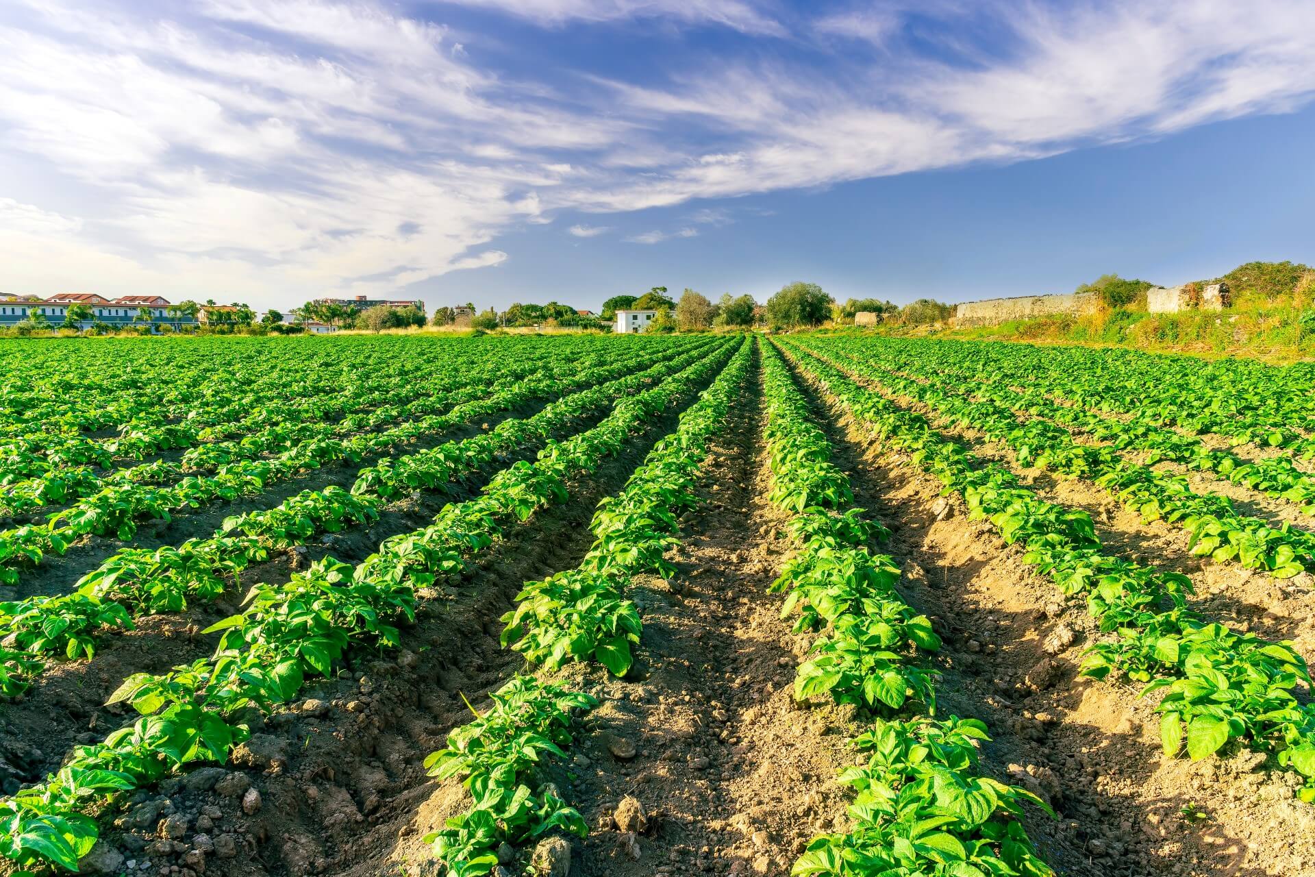 A field of potatoes under a sunny sky.