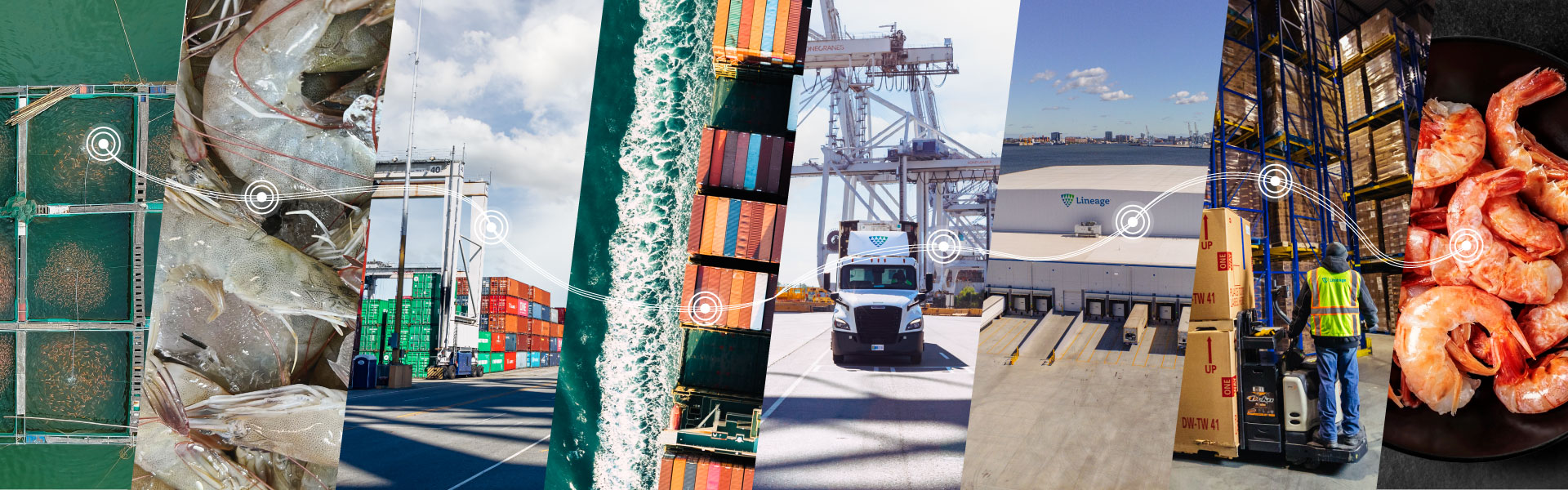 Visual representation of shrimp's journey from harvesting at sea, processing, ocean shipping, port arrival, cold storage facility handling, to final plating as fresh seafood, illustrating Lineage’s cold chain logistics.