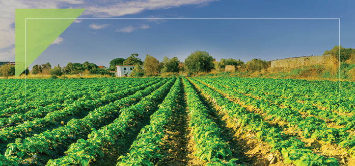 Seeds of Success case study image