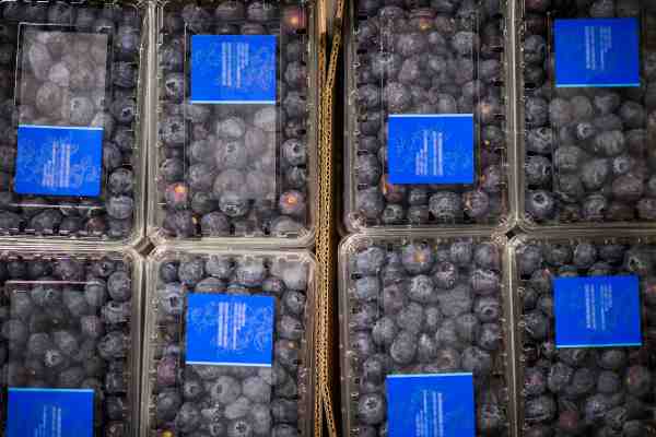 Fresh blueberries in packages at a Lineage cold storage warehouse