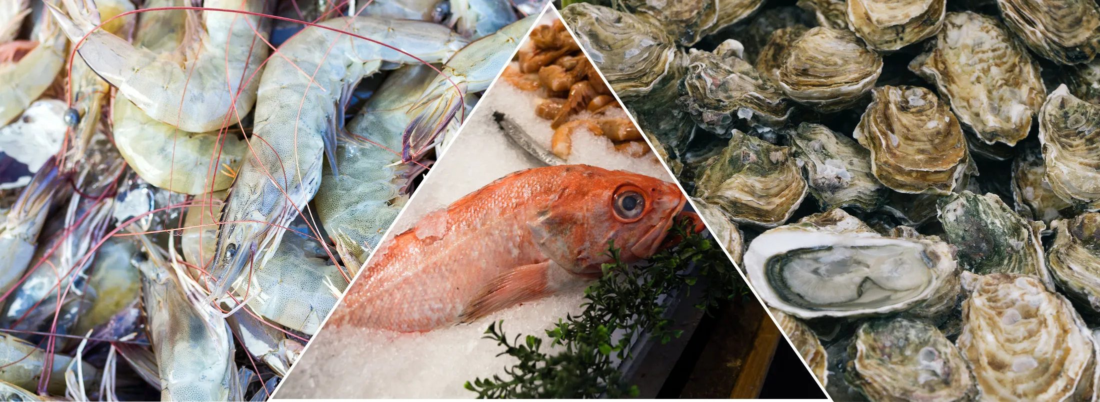 a collage of seafood products including shrimps, oysters, fish on the ice